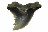 Snaggletooth Shark (Hemipristis) Tooth - South Carolina #354543-1